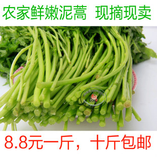  泥蒿 藜蒿 芦蒿 蓠蒿 有机蔬菜 新鲜热销 现摘现卖 500克