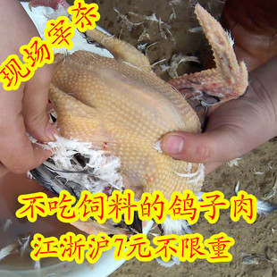  益康鸽舍特价 乳鸽肉鸽 信鸽 老鸽子肉 真空包装 江浙沪不限重