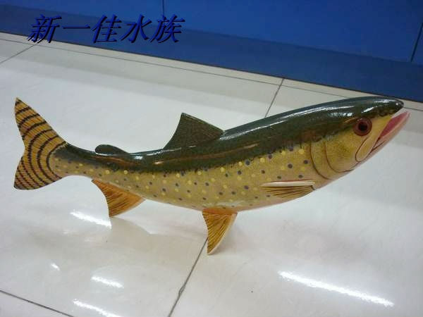 大型热带鱼观赏鱼排行榜大型热带鱼观赏鱼价格