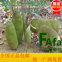 泰国红肉菠萝蜜-黄肉菠萝蜜嫁接苗榴莲马来西