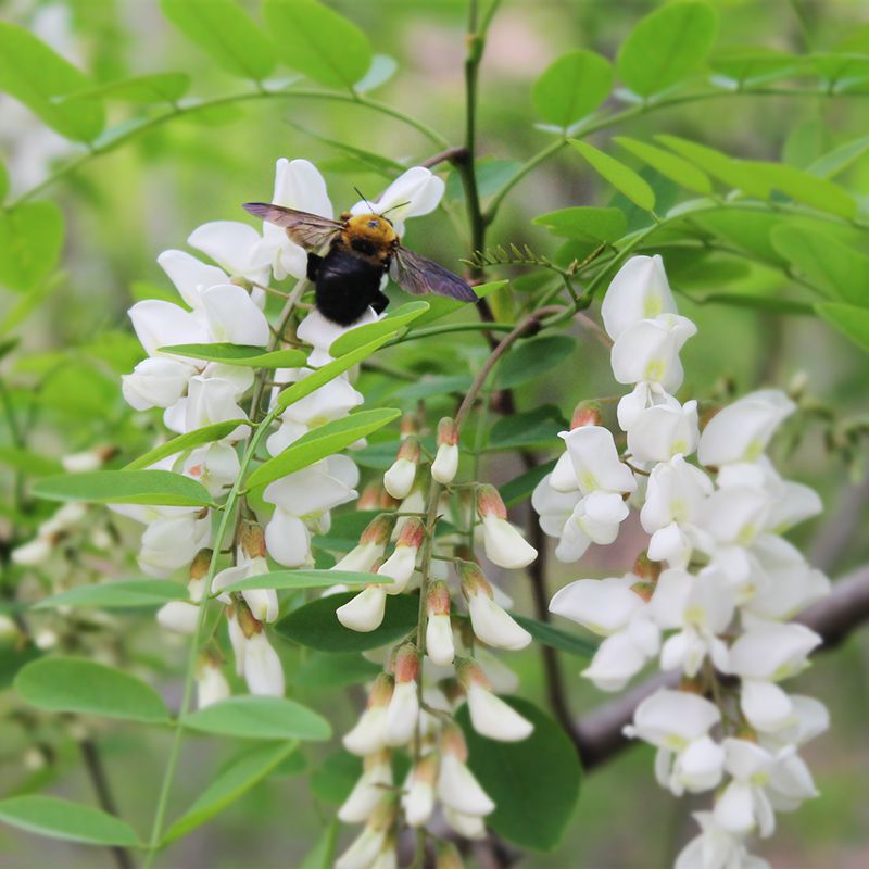 纯正天然成熟封盖蜜洋槐蜜 2018新槐花蜜 农家零添加原蜜300g包邮在类目 传统滋补营养品, 蜂产品, 其它蜂产品中 - 来自Buy2taobao.com提供专业的淘宝代购服务