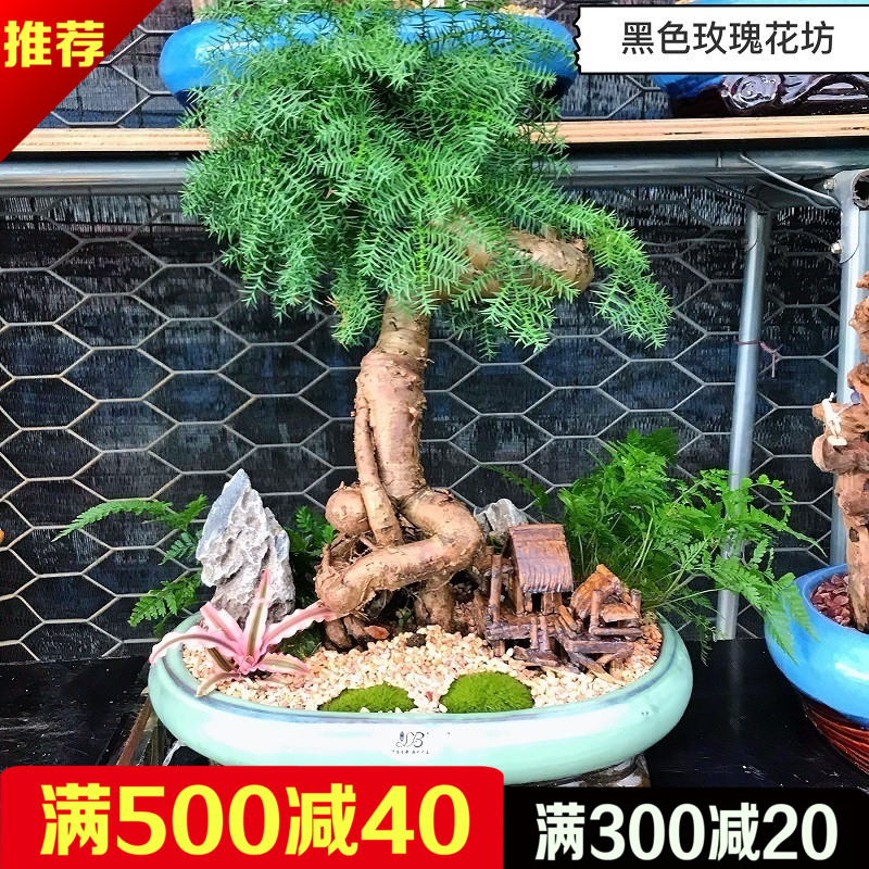 澳洲杉不老松盆栽罗汉松欧洲松四季常青盆景室内前台办公桌盆景|msdalam kategori penghantaran bunga/bunga simulasi/tumbuhan berkebun, bunga/Tumbuh-tumbuhan tumbuh-tumbuhan pasu (baru), tumbuh-tumbuhan hijau - dari Buy2taobao.com untuk memberikan perkhidmatan ejen Taobao profesional membeli