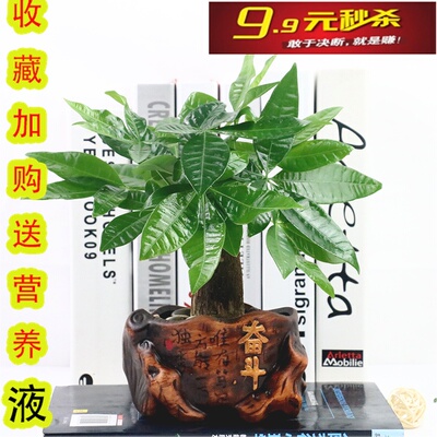 发财树盆栽绿植小盆景室内办公桌面摇钱招财四季花卉净化空气植物