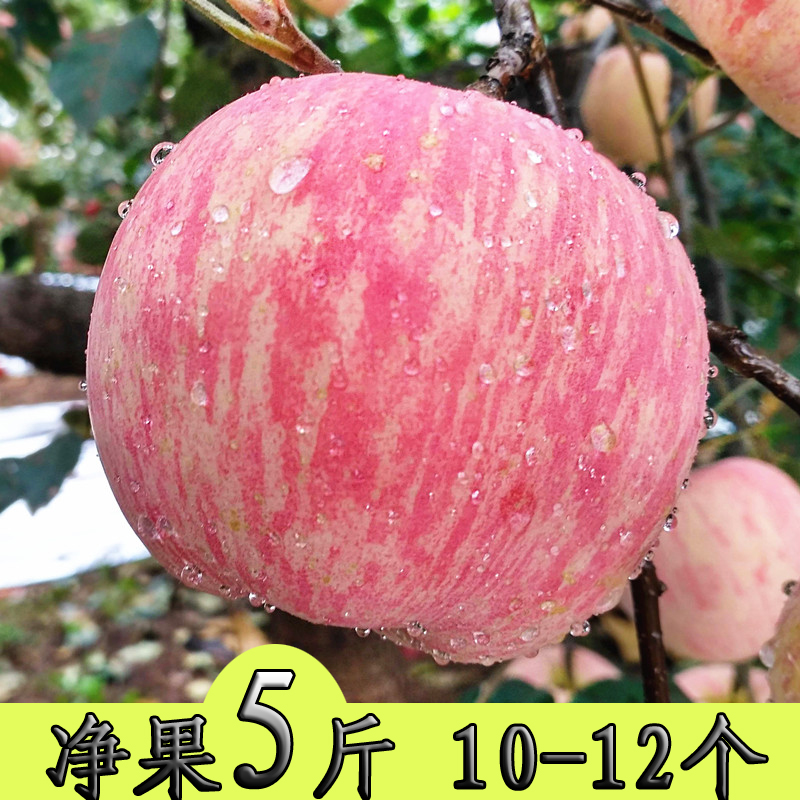 fresh Apple fruit Orthodox school Shandong Yantai Qixia Red Fuji 5in the Aquatic meat/Fresh fruits and vegetables/Cooked , Fresh fruit , Apple category - from Buy2taobao.com to provide professional Taobao agent buy service
