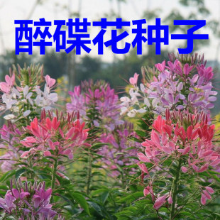 醉蝶花种子花种子四季种景观绿化园林工程鲜花植物花期长公斤包邮