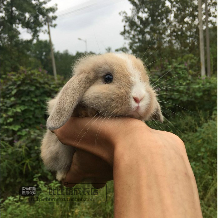 Pets rabbit living thing Mini Bunny small-scale Dwarf Not very Thoroughbred Long hair Cat Rabbit Lopin the Pet/Pet food and supplies , Rabbits and supplies , Rabbit category - from Buy2taobao.com to provide professional Taobao agent buy service