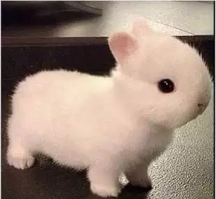Mini Netherlands Dwarf rabbit living thing Pets Bunny Thoroughbred Not very teacup small-scale princess Dodgein the Pet/Pet food and supplies , Rabbits and supplies , Rabbit category - from Buy2taobao.com to provide professional Taobao agent buy service