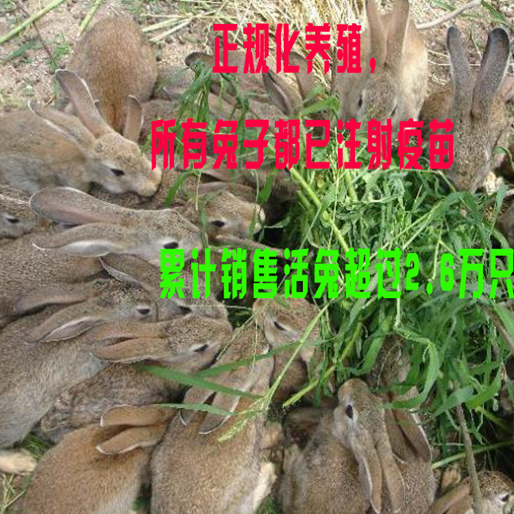 兔子活体纯种巨型肉兔杂交野兔宠物比利时农家仿野生 肉兔苗|msdalam kategori haiwan peliharaan/makanan haiwan dan bekalan, Arnab dan bekalan, arnab - dari Buy2taobao.com untuk memberikan perkhidmatan ejen Taobao profesional membeli