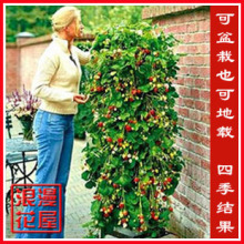 盆景 果树价格,盆景 果树图片,盆景 果树怎么样