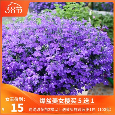 花漫时光 六倍利半边莲 壁挂盆栽开花垂吊植物组合盆栽花苗易爆盆