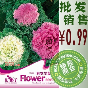 花<em>仙子羽衣</em>甘蓝盆栽种子- 观赏期长 叶色极为鲜
