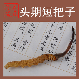  超越同仁堂标准虫草-西藏那曲 1克4条 头茬短把子冬虫夏草！