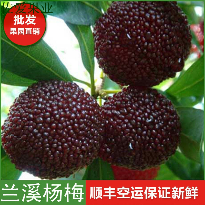 现摘新鲜杨梅兰溪荸荠精品杨梅买6斤送半斤黑炭杨梅江浙沪皖包邮在类目 水产肉类/新鲜蔬果/熟食, 新鲜水果, 其它中 - 来自Buy2taobao.com提供专业的淘宝代购服务