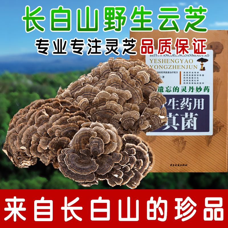 Changbai coriolus versicolor Pruning Ganoderma Guaranteed warranty Nyingchi 5in the Traditional nourishing food , Ganoderma , Pruning Ganoderma category - from Buy2taobao.com to provide professional Taobao agent buy service