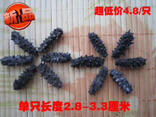  野生纯淡干小海参/刺参小胖子/2.8-3.3厘米超低价6元/只/海参批发