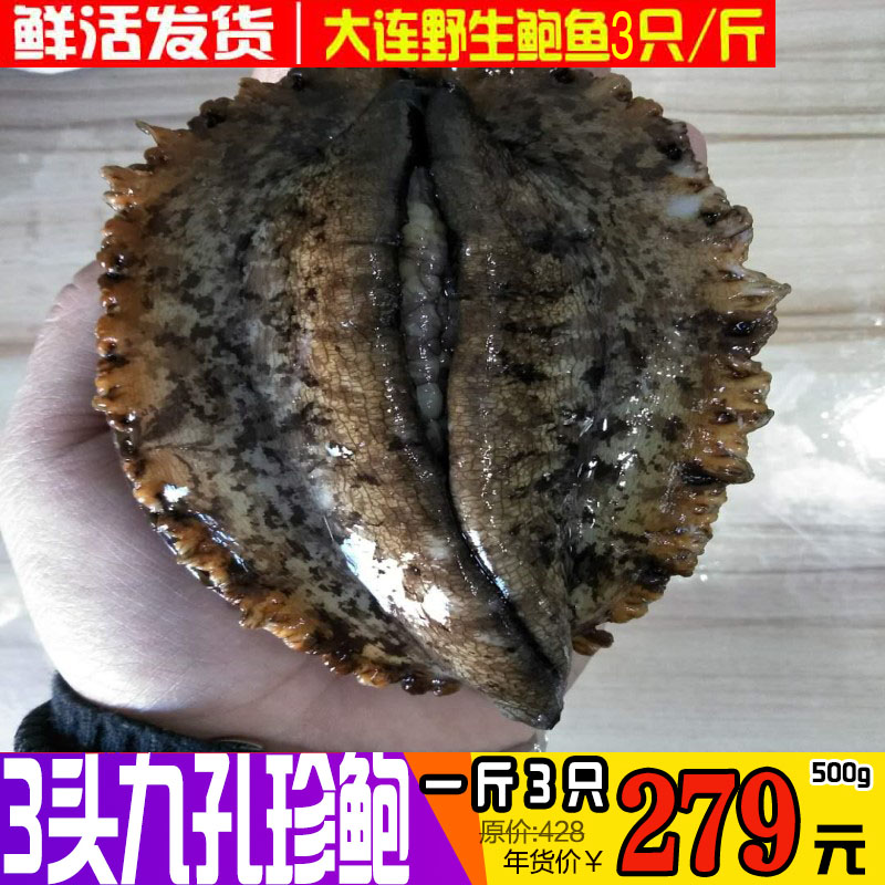 Dalian wild Abalone Fresh Abalone fresh Seafood Shellfish Specialty 33 500g Shunfengin the Aquatic meat/Fresh fruits and vegetables/Cooked , Seafood/Aquatic/Product , Shellfish , Abalone category - from Buy2taobao.com to provide professional Taobao agent buy service