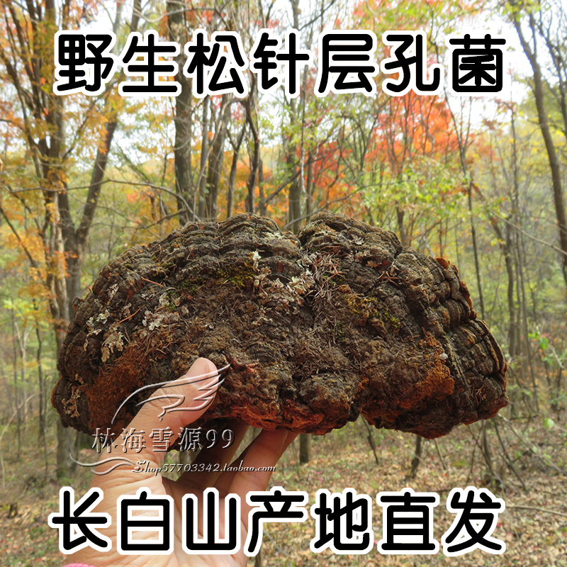 野生松针层孔菌 长白山野生灵芝 松黄灵芝 松木层孔菌 整枝 250克在类目 传统滋补营养品, 灵芝, 整枝灵芝中 - 来自Buy2taobao.com提供专业的淘宝代购服务