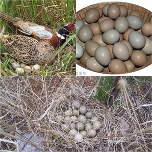  七彩野鸡蛋 山鸡蛋 沂蒙山无污染散养 农家自养绿色食品 母婴佳品