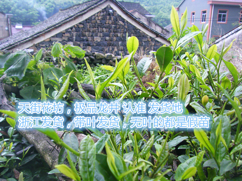 西湖龙井 明前龙井乌牛早茶苗茶树苗绿茶苗铁观音碧螺春树苗在类目 鲜花速递/花卉仿真/绿植园艺, 花卉/绿植盆栽(新), 绿植中 - 来自Buy2taobao.com提供专业的淘宝代购服务
