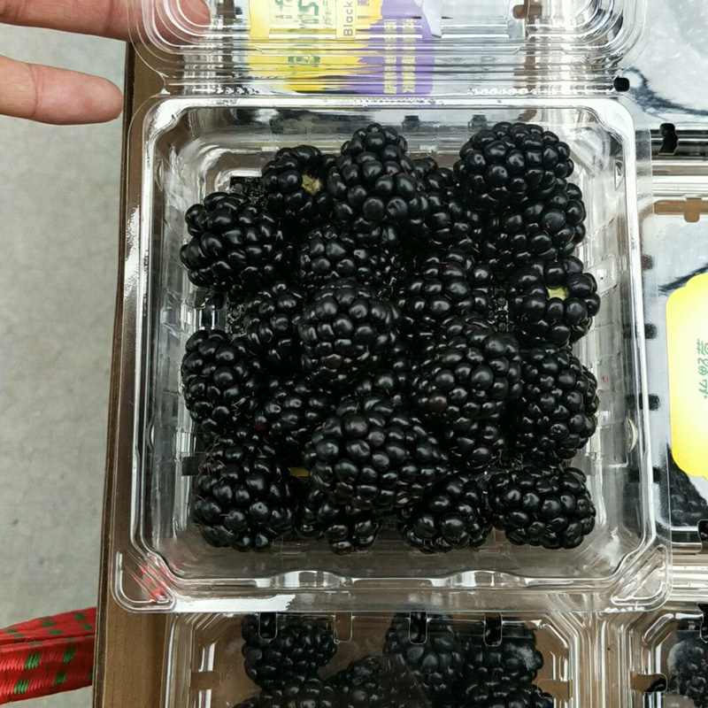 新鲜黑莓鲜果4盒装 黑莓覆盆子水果黑树莓果桑葚果发顺丰在类目 水产肉类/新鲜蔬果/熟食, 新鲜水果, 其它中 - 来自Buy2taobao.com提供专业的淘宝代购服务