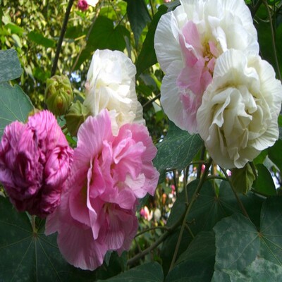 三色木芙蓉苗 木芙蓉苗 木芙蓉花 变色木芙蓉花树苗 庭院绿化苗木
