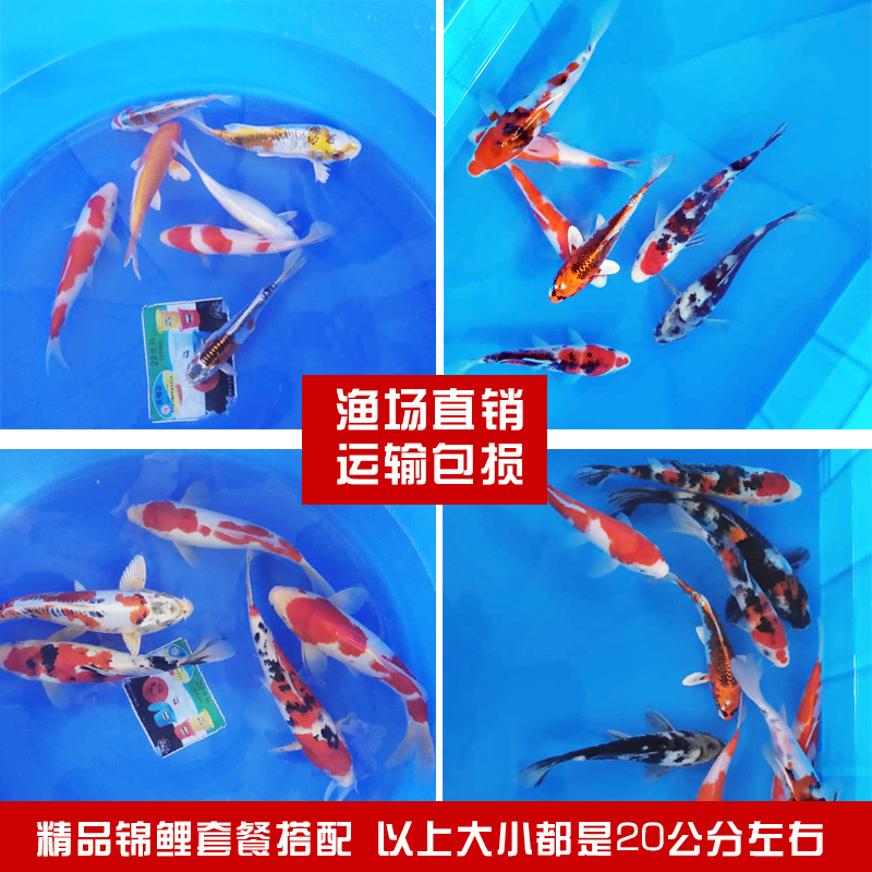 freshwater Coldwater Ornamental fish Thoroughbred Koi living thing living thing Goldfish Red and white pure Koi Fengshui living thingin the Pet/Pet food and supplies , Aqua World , Fish category - from Buy2taobao.com to provide professional Taobao agent buy service