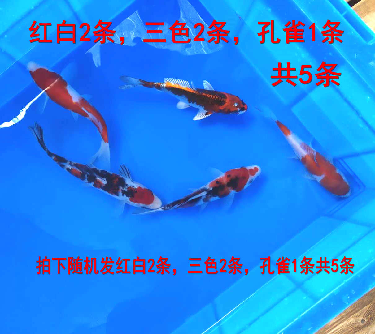 观赏鱼锦鲤鱼苗红白锦鲤三色锦鲤昭和邱翠白写锦鲤鱼金金鱼活体|ruв категории животное/Животное питание и принадлежностей, аквариум мира, рыба - от Buy2taobao.com для оказания профессиональной услуги покупки агента Taobao