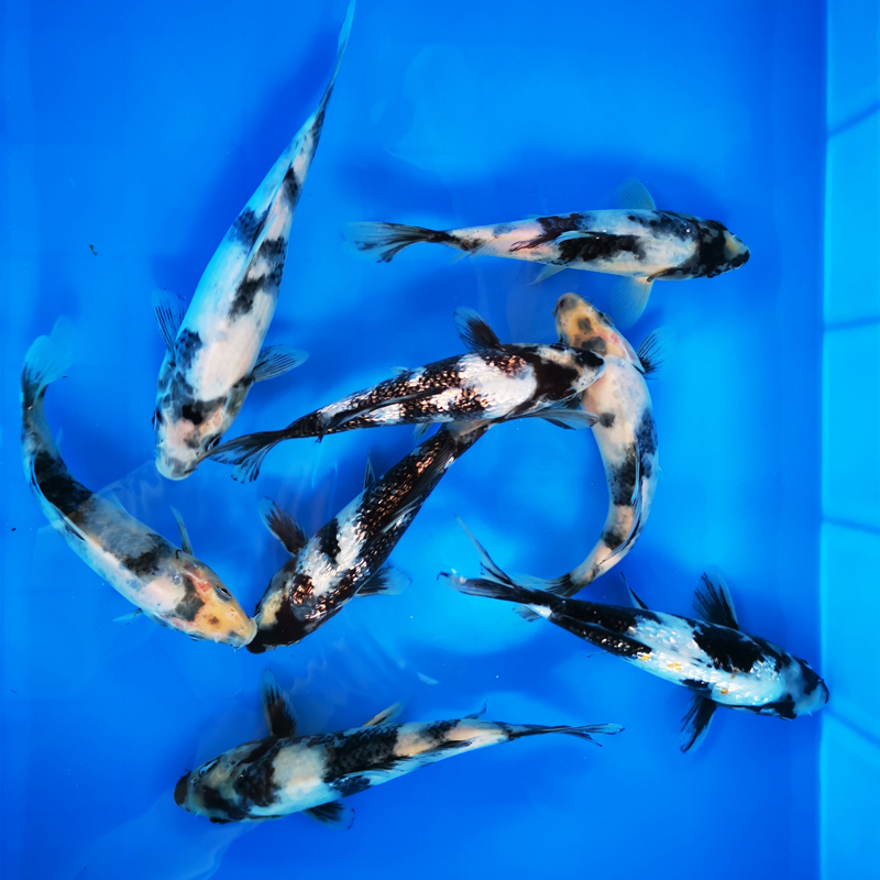 淡水冷水魚 觀賞魚 純種錦鯉魚 活體白寫純正錦鯉小型魚在類目 寵物/寵物食品及用品, 水族世界, 魚中 - 來自Buy2taobao.com提供專業的淘寶代購服務