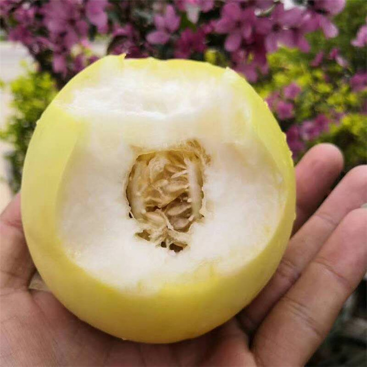 秧上熟沂蒙山小甜瓜香瓜新鲜现摘香甜老品种香甜可口黄甜瓜|msdalam kategori daging perikanan/Buah-buahan segar dan sayur-sayuran/dimasak, buah-buahan segar, 甜瓜 - dari Buy2taobao.com untuk memberikan perkhidmatan ejen Taobao profesional membeli