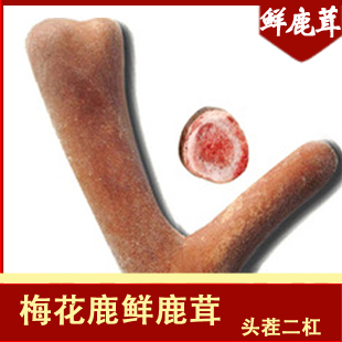  [世鹿] 梅花鹿茸 头茬二杠 鲜鹿茸 鹿茸 鹿角 整枝鹿茸