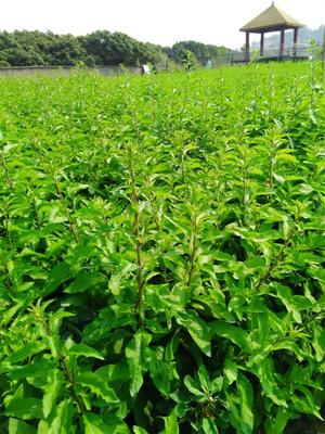 枸杞叶种苗枸杞菜苗野生小叶枸杞老梗四季多年菜苗带根带泥