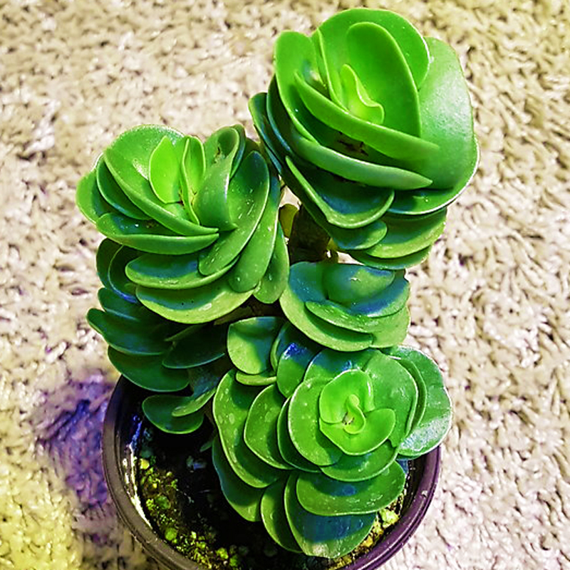 金钱木多肉植物办公室阳台防辐射绿植创意花卉园艺盆栽迷你萌肉肉|ruв категории доставка цветов/цветок моделирования/растения садоводства, цветок/растения в горшках (новый), Суккуленты - от Buy2taobao.com для оказания профессиональной услуги покупки агента Taobao