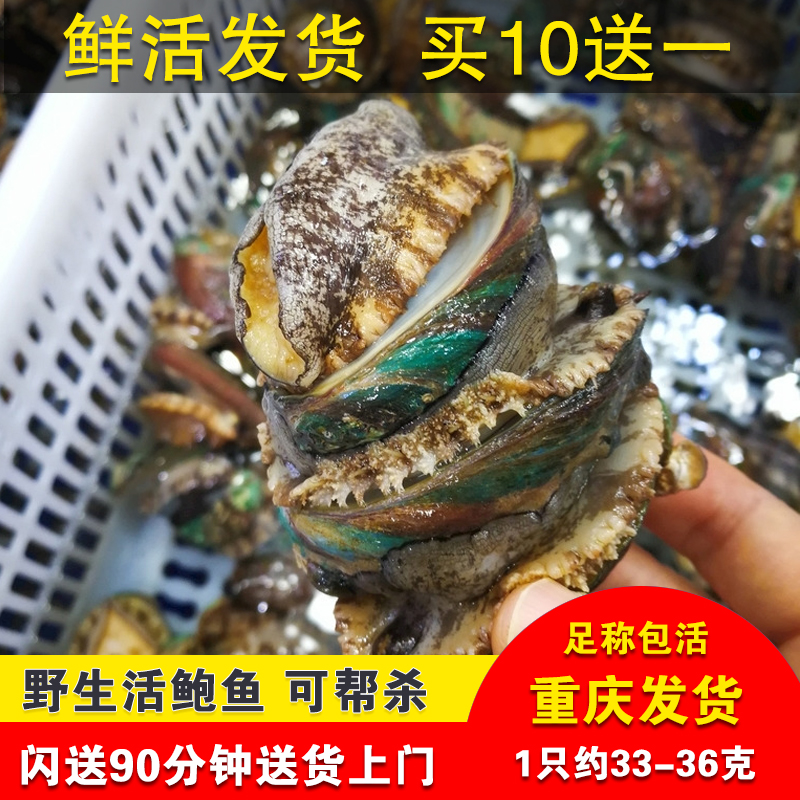 鲜活鲍鱼 野生活体大连鲍鱼 余友鲜重庆海鲜水产包邮 1个约30-35g在类目 水产肉类/新鲜蔬果/熟食, 海鲜/水产品/制品, 贝类, 鲍鱼中 - 来自Buy2taobao.com提供专业的淘宝代购服务