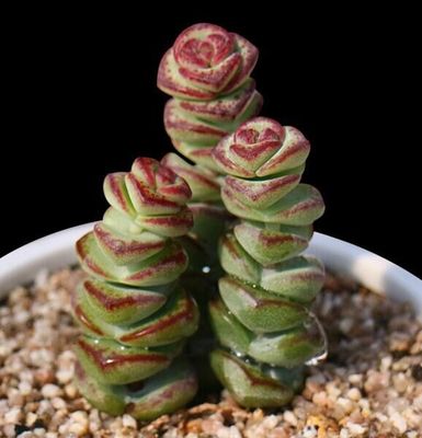 钱串成品 多肉植物星乙女肉肉盆栽 迷你办公室内小盆景绿植组合|msdalam kategori penghantaran bunga/bunga simulasi/tumbuhan berkebun, bunga/Tumbuh-tumbuhan tumbuh-tumbuhan pasu (baru), succulents - dari Buy2taobao.com untuk memberikan perkhidmatan ejen Taobao profesional membeli