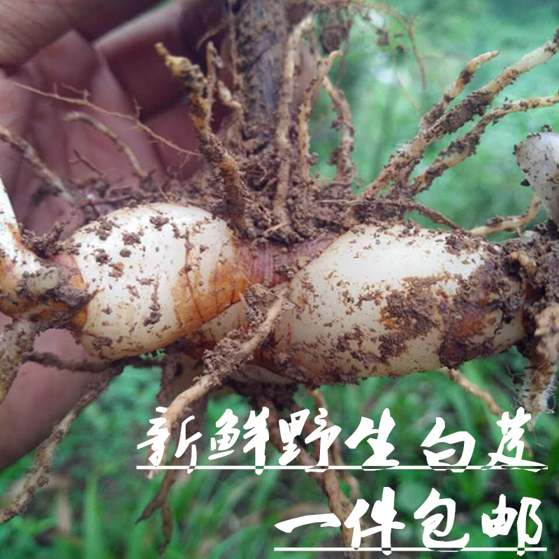 张家界特级药用白芨中药材旱小白及500g包邮野生新鲜无硫面膜正品|ruв категории традиционные питательный пища, гомологический продовольствия, медикаментов и продовольствия, съедобные продукты других наркотиков - от Buy2taobao.com для оказания профессиональной услуги покупки агента Taobao