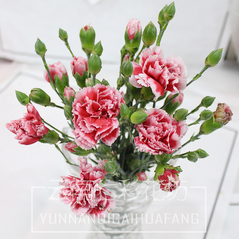 [Yunnan Colorful Flower Mother's Day Long Carnation flower family flower arrangement 15 branch 99in the Flower delivery/Flowers simulation/Plants gardening , Flower delivery(City) category - from Buy2taobao.com to provide professional Taobao agent buy service
