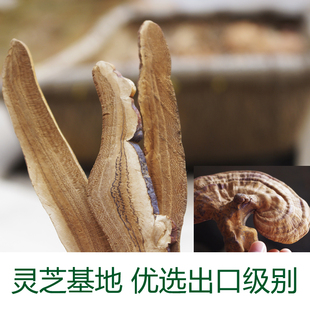  紫灵芝片 林芝 赤灵芝 紫灵芝切片整枝 正品紫芝 紫灵芝 赤灵芝片