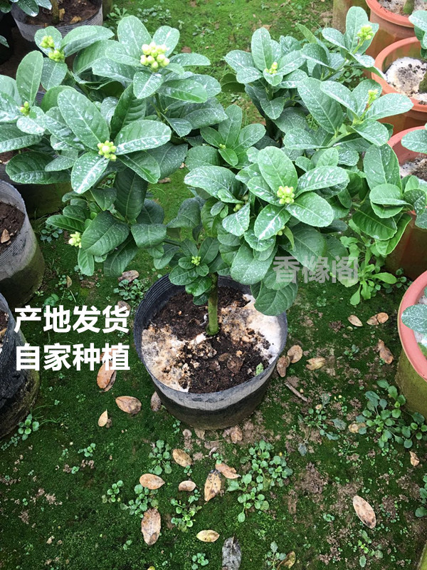 金华佛手盆景带果 金佛手苗盆栽花卉 金佛手 盆栽 带果带土 包邮在类目 鲜花速递/花卉仿真/绿植园艺, 花卉/绿植盆栽(新), 绿植中 - 来自Buy2taobao.com提供专业的淘宝代购服务