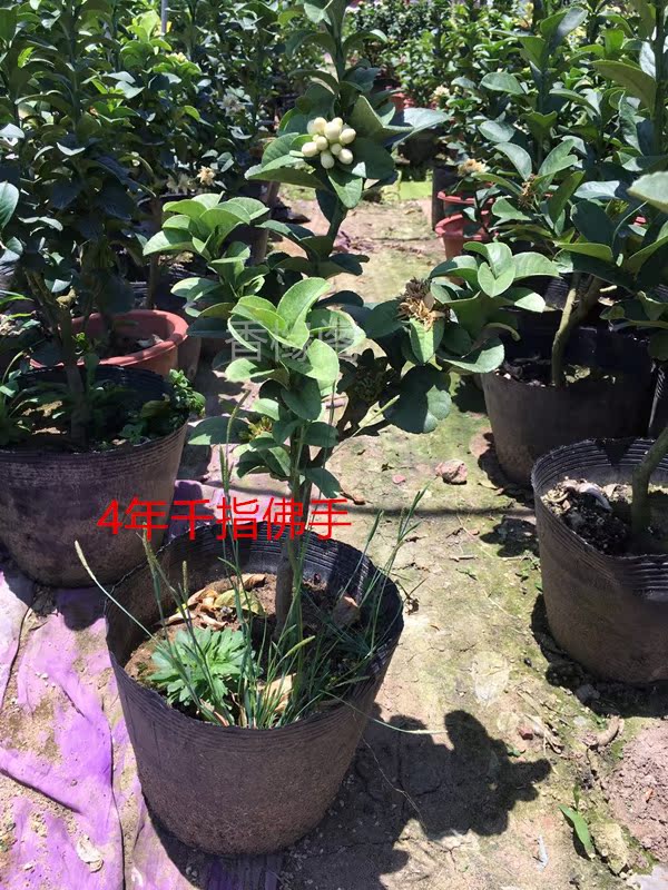 金華佛手苗/千指佛手/小果品種/花葉佛手苗/盆栽佛手帶盆栽好包郵在類目 鮮花速遞/花卉仿真/綠植園藝, 花卉/綠植盆栽(新), 綠植中 - 來自Buy2taobao.com提供專業的淘寶代購服務
