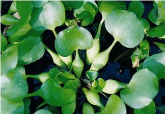 水葫芦 凤眼莲水浮莲 水生植物水培水草金鱼锦