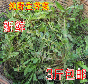  山东特产 野生蔬菜 纯野生荠菜 新鲜荠菜 野菜 带根荠菜 现挖现卖