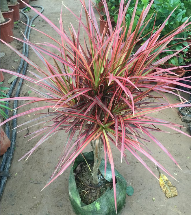 五彩千年木盆栽 三色龙血树 七彩铁红竹观叶植