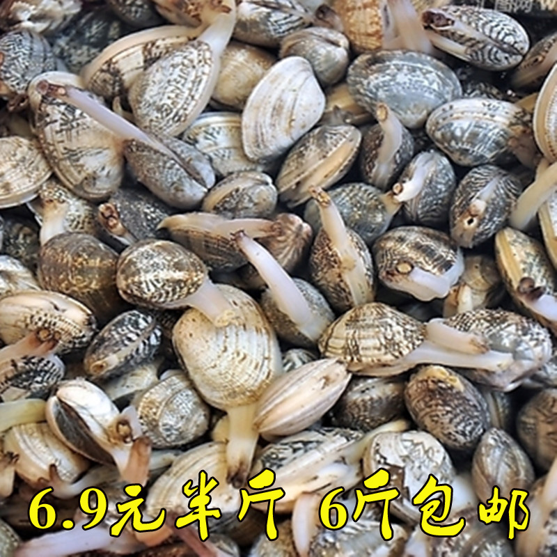 广东新鲜鲜活花蛤干蛤蜊蚬子杂色蛤花甲即食海鲜每份半斤6斤包邮在类目 水产肉类/新鲜蔬果/熟食, 海鲜/水产品/制品, 贝类, 贝类制品中 - 来自Buy2taobao.com提供专业的淘宝代购服务
