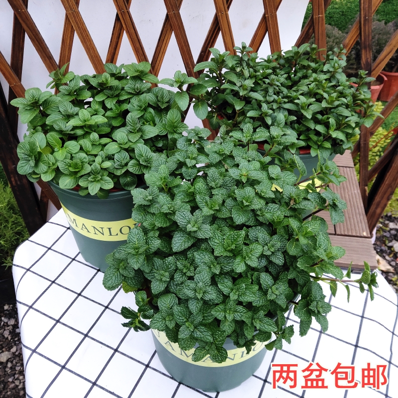 薄荷盆栽 香薄荷 可食用香味植物好养绿植室内阳台四季常青吸甲醛在类目 鲜花速递/花卉仿真/绿植园艺, 花卉/绿植盆栽(新), 绿植中 - 来自Buy2taobao.com提供专业的淘宝代购服务