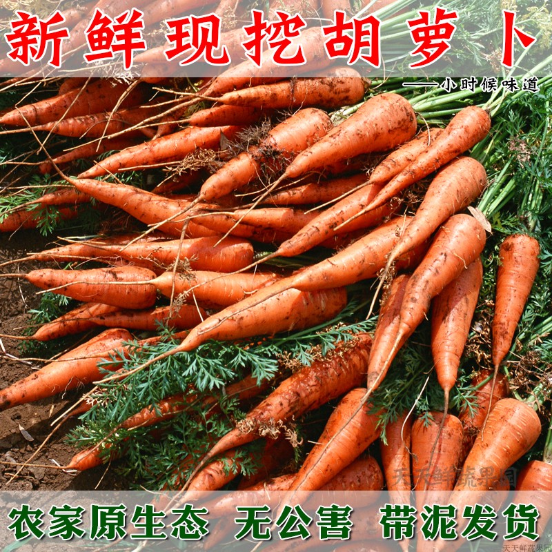 現挖新鮮胡蘿蔔帶泥農家純天然水果紅蘿蔔時令生鮮蔬菜5斤裝包郵在類目 水產肉類/新鮮蔬果/熟食, 新鮮蔬菜/蔬菜製品, 新鮮蔬菜, 其它中 - 來自Buy2taobao.com提供專業的淘寶代購服務