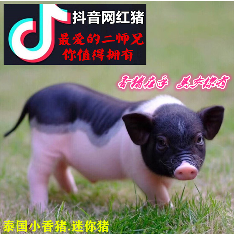 GZ000可爱抖音网红猪佩琪活体宠物猪纯种泰国小香猪迷你猪小乔治在类目 宠物/宠物食品及用品, 仓鼠类及其它小宠, 香猪中 - 来自Buy2taobao.com提供专业的淘宝代购服务