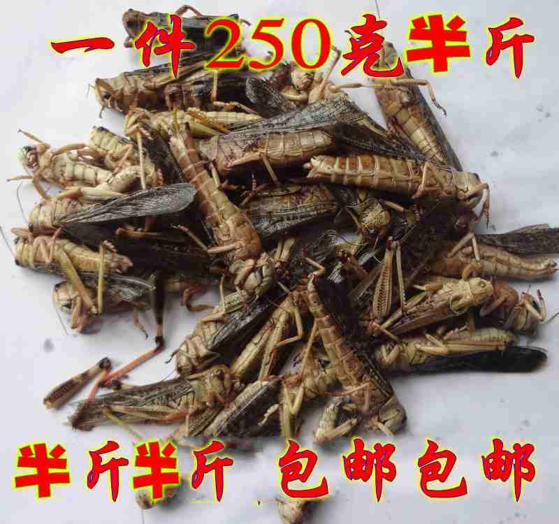 舌尖美食沂蒙特产速冻蚂蚱东亚飞蝗活体冷冻非油炸蚂蚱蚱蜢昆虫在类目 粮油米面/南北干货/调味品, 其他食品中 - 来自Buy2taobao.com提供专业的淘宝代购服务