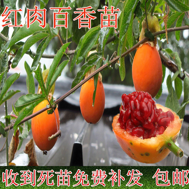 红肉百香果苗甜蜜蜜百香果树苗蓝冠百香果苗四季种植当年开花结果在类目 鲜花速递/花卉仿真/绿植园艺, 仿真花/绿植/蔬果成品(新), 仿真绿植中 - 来自Buy2taobao.com提供专业的淘宝代购服务