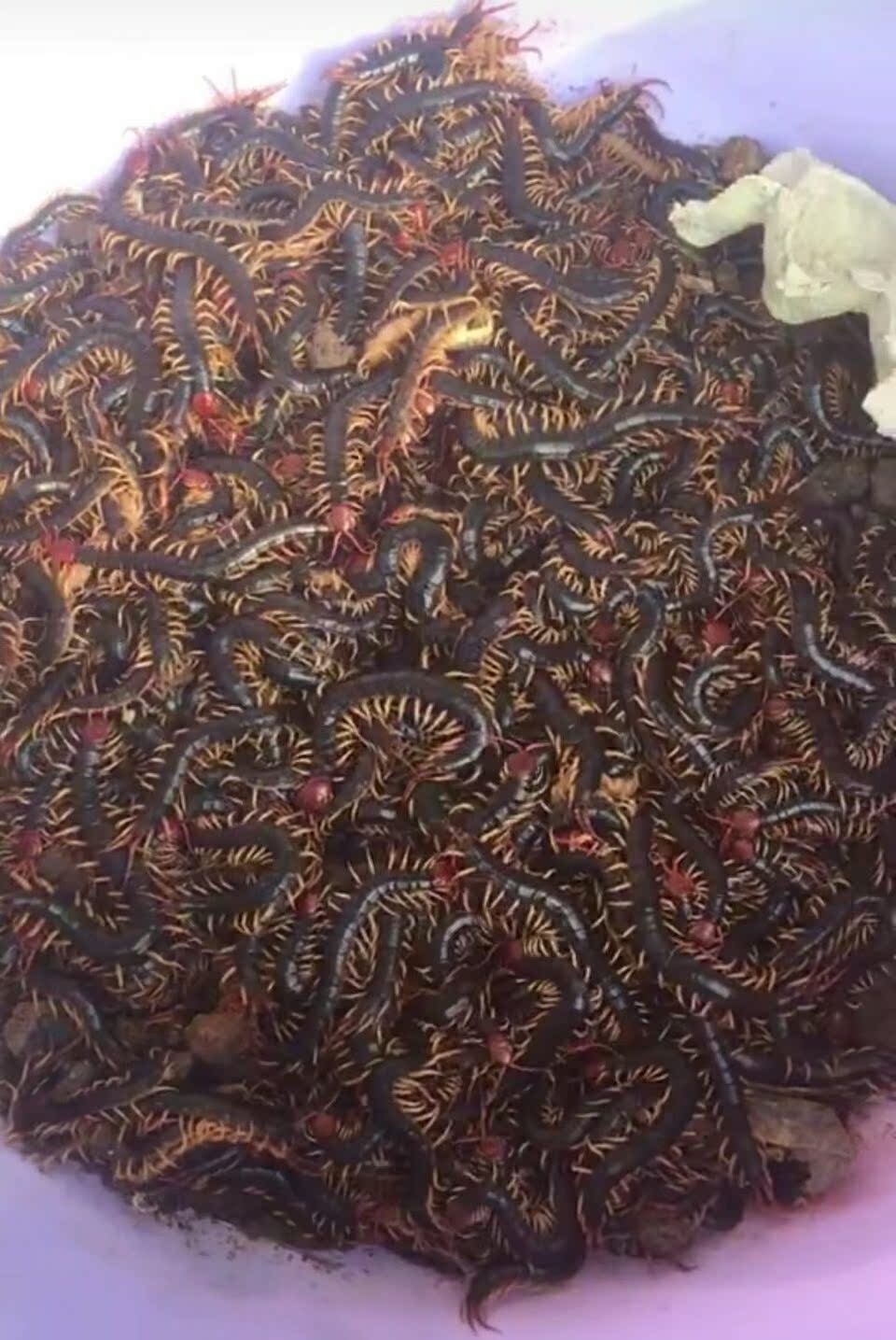 蜈蚣襄阳红头蜈蚣爬虫|ruв категории животное/Животное питание и принадлежностей, рептилии/насекомых и принадлежностей, рептилии/насекомых приборов - от Buy2taobao.com для оказания профессиональной услуги покупки агента Taobao