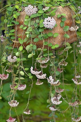 球兰"匍匐球兰"室内芳香观叶观花植物 爬藤垂吊植物四季常青